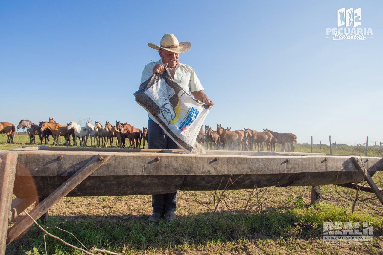 Conheça o Cavalo Pantaneiro - AgroBlog Giordani